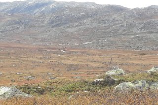 Fellingsresultatet for HA 282 Ullensvang statsallmenning 2017